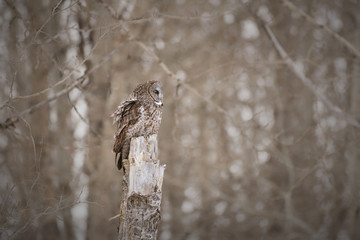 A Great Grey Owl perched on a dead tree