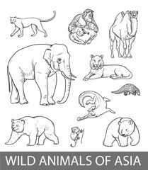 Set of wild asian animals outline illustration. Educational zoology poster, coloring book picture. © VerAtro