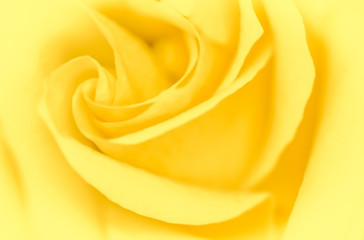 Fototapeta na wymiar Soft focus, abstract floral background, yellow rose flower. Macro flowers backdrop for holiday brand design