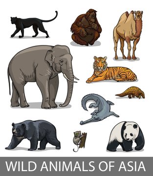 Set of wild asian animals in cartoon style. Educational zoology illustration, coloring book picture.