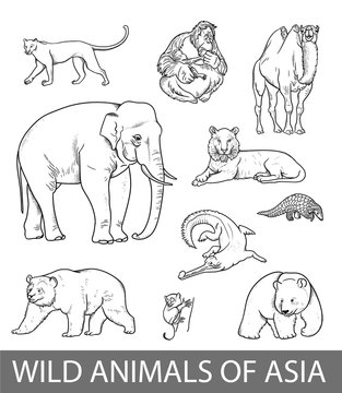 Set of wild asian animals outline illustration. Educational zoology poster, coloring book picture.