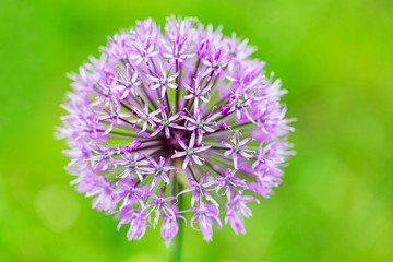 Purple allium flower on a bright green background.