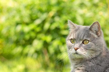 The face of the gray cat on a blurred background of green foliage