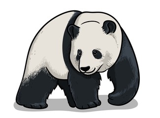 Asian big panda walking isolated in cartoon style. Educational zoology illustration, coloring book picture. © VerAtro