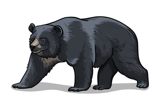 Himalayan bear isolated in cartoon style. Educational zoology illustration, coloring book picture.