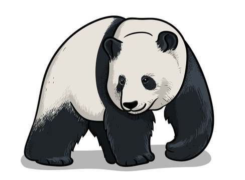 Asian big panda walking isolated in cartoon style. Educational zoology illustration, coloring book picture.