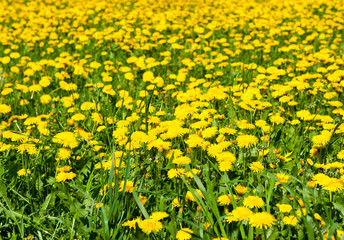 Field of yellow dandelions. Spring flowers in sunny day