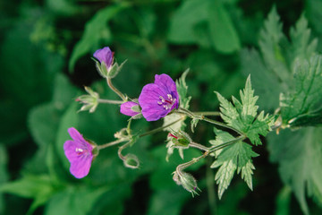 Obraz premium Wild geranium in a natural setting. Also known as Geranium maculatum, spotted geranium, it is a perennial plant
