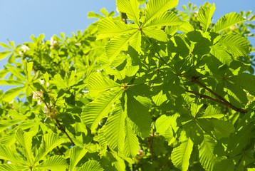 leaves of chestnut against blue sky in sunny spring day
