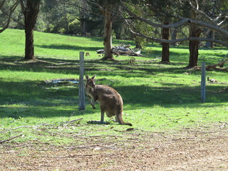 kangaroo in the grass