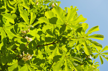 leaves of chestnut against blue sky in sunny spring day