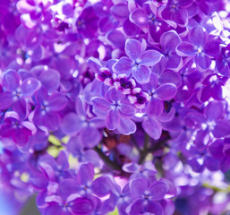 Fototapeta na wymiar Flowers of purple lilac in spring sunny day (background)