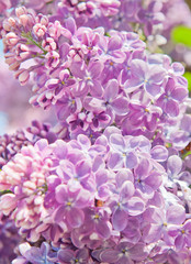 Branch with pink flowers of lilac in spring sunny day (background)