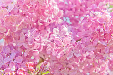 Flowers of pink lilac in spring sunny day (background)