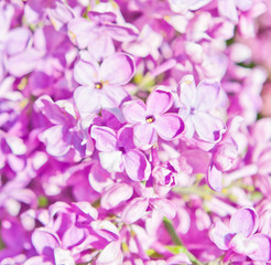 Fototapeta na wymiar Flowers of pink lilac in spring sunny day (background)