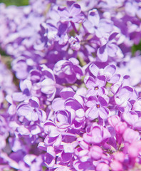 Fototapeta na wymiar Flowers of lilac in spring sunny day (background)