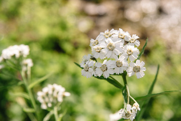 Yarrow, Achillea millefolium, or Cutting grass perennial herb. Medicinal, spicy, ornamental and honey plant