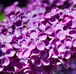 Flowers of purple lilac in spring sunny day (background)