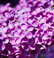 Naklejka na ściany i meble Flowers of purple lilac in spring sunny day (background)