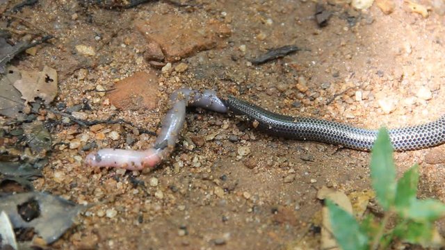 The snake swallows a large earthworm. Shield-tailed snakes (Uropeltidae) possibly genus Platyplectrurus. Tropical rain forest in Sri Lanka