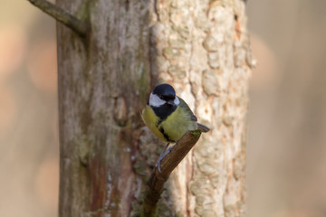 great tit in winter at a bird feeder