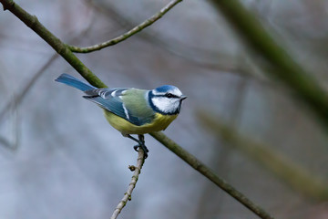 blue tit on a branch near the bird feeder