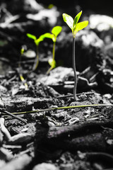 plants in the garden