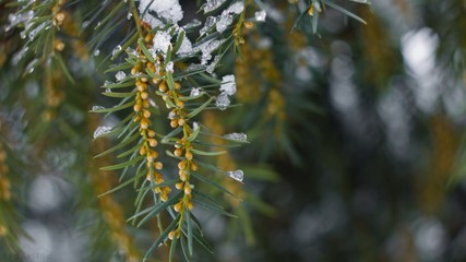 pine branch with cones