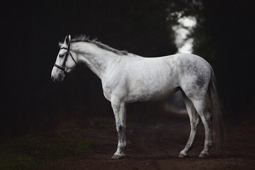 portrait of beautiful grey hanoverian mare horse in bridle standing on road in forest