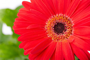 red gerbera on green background