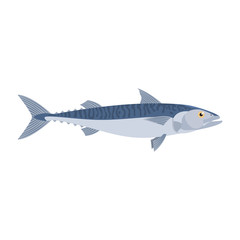 The mackerel is isolated on the white background.