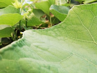 Close up of Squash Leaf