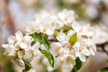 Apple blossoms are blooming in bright sunlight.