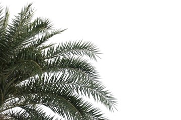 Tropical palm leaves on white isolated background for green foliage backdrop 