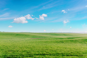 Obraz premium Green Field and Beautiful Sunset