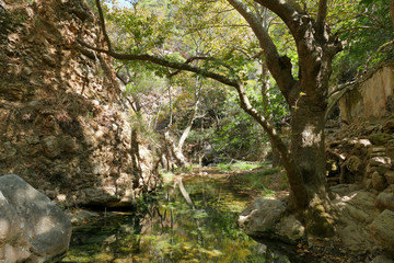 Fototapeta na wymiar View of the river and vegetation in Milopotamos, Kythera Island