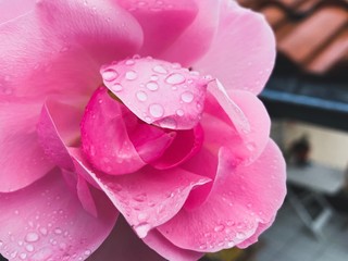 Tender pink rose with rain drops