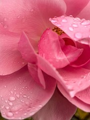 Tender pink rose with rain drops