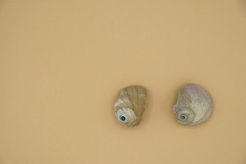 Pair of sea shells on pastel background. Breast correction concept. Minimalism. Copy space. Mock up.