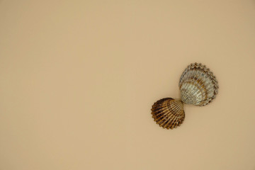 Pair of sea shells in the shape of wings. Travel concept. Minimalism. Copy space.