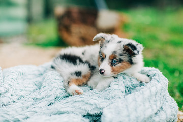 Spotted mini Australian Shephard puppy dog with blue eyes and very soft fur laying on a blue blanket
