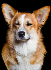 dogs with closed eyes on a black background of the Welsh Corgi Pembroke breed
