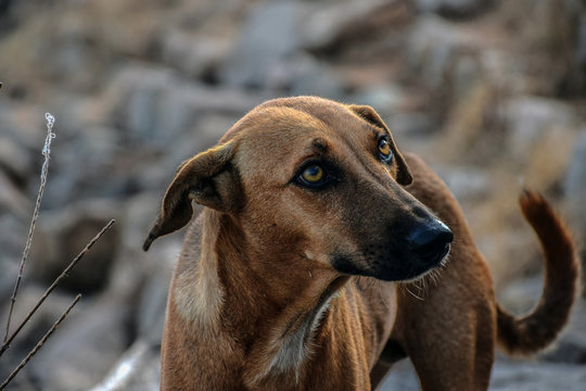 Picture of hungry and innocent street dog roaming on the busy indian