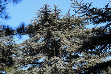 green crown of trees under a blue sky