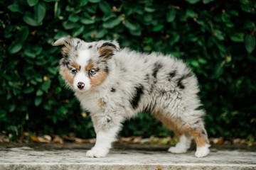 Spotted mini Australian Shephard puppy dog with blue eyes and very soft fur standing up outdoors