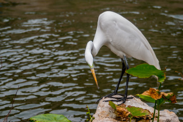 Egret on Riverwalk