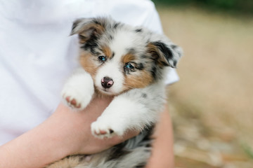Spotted mini Australian Shephard puppy dog with blue eyes and very soft fur being held by a man