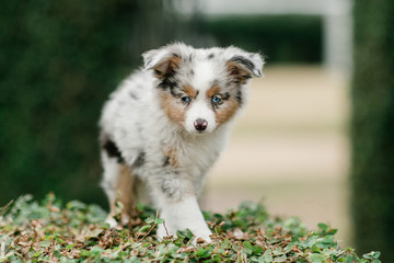 Spotted mini Australian Shephard puppy dog with blue eyes and very soft fur standing up outdoors