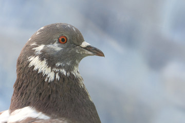 Close-up pigeon head on a beautiful bokeh background.