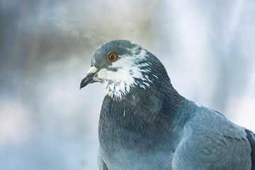 Close-up pigeon head on a beautiful bokeh background.